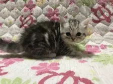 マンチカン(長足)【鳥取県・女の子・2021年5月5日・シルバーパッチドタビー】の写真2「6/9撮影」