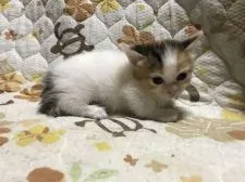 キンカロー【鳥取県・女の子・2021年7月11日・キャリコ】の写真2「8/11撮影」