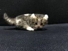 キンカロー【鳥取県・女の子・2021年10月18日・ブラウンタビー&ホワイト】の写真2「11/7撮影」