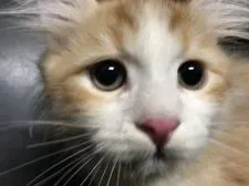 キンカロー【鳥取県・男の子・2021年11月17日・レッドタビー&ホワイト(長毛)】の写真2「2/19撮影」