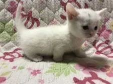 マンチカン(短足)【鳥取県・女の子・2021年5月6日・ホワイト】の写真3「6/11撮影」