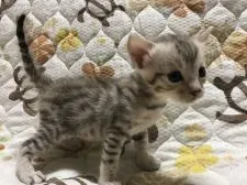 ベンガル【鳥取県・男の子・2021年6月16日・シルバースポテッドタビー】の写真3「7/13撮影」