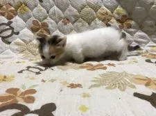 キンカロー【鳥取県・女の子・2021年7月11日・キャリコ】の写真3「8/11撮影」