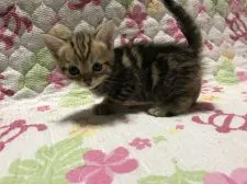 マンチカン(長足)【鳥取県・女の子・2021年5月6日・ブラウンタビー】の写真3「6/11撮影」