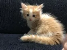 キンカロー【鳥取県・男の子・2021年11月17日・レッドタビー&ホワイト(長毛)】の写真3「12/28撮影」