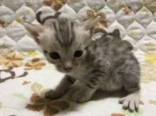 ベンガル【鳥取県・男の子・2021年6月16日・シルバースポテッドタビー】の写真4