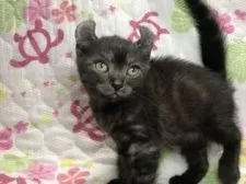 キンカロー【鳥取県・男の子・2021年6月28日・ブラックスモーク】の写真4「8/23撮影」