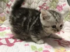 マンチカン(長足)【鳥取県・女の子・2021年5月5日・シルバーパッチドタビー】の写真4「6/9撮影」