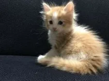 キンカロー【鳥取県・男の子・2021年11月17日・レッドタビー&ホワイト(長毛)】の写真5「12/28撮影」