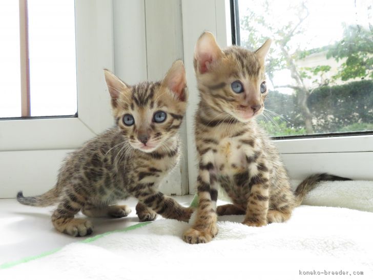 青森県 野月 恵 のづき めぐみ ブリーダー みんなの子猫ブリーダー 青森県 野月 恵 のづき めぐみ ブリーダー みんなの子猫ブリーダー