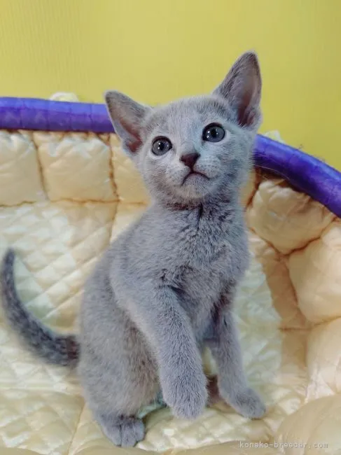 ID：2212-01459の子猫