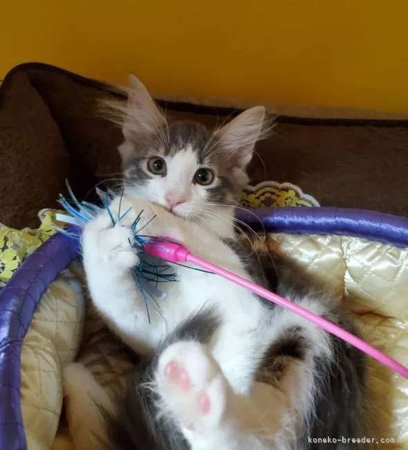 ID:2105-00471の子猫