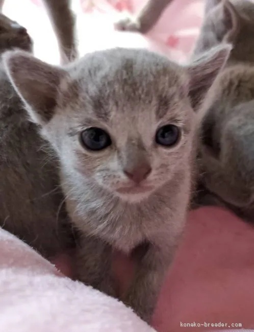 オレンジピール 様のお迎えした子猫