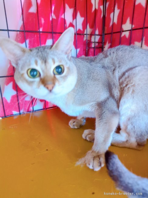 シンガプーラ【・男の子・2020年4月13日・セーブルティックドタビー】