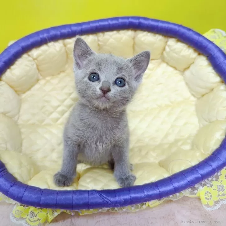 ID：2312-02540の子猫