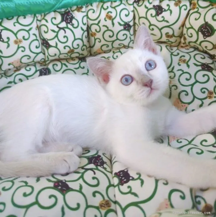 トンキニーズ【埼玉県・男の子・2023年7月9日・プラチナ(ライラック)ポイント】の写真1「こんにちは😊」