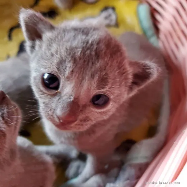 ID:2103-00910の子猫