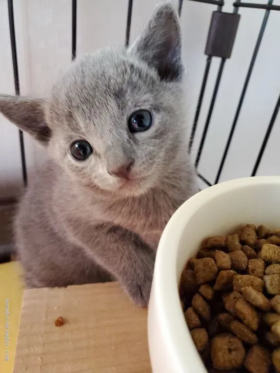 ID：2011-00469の子猫