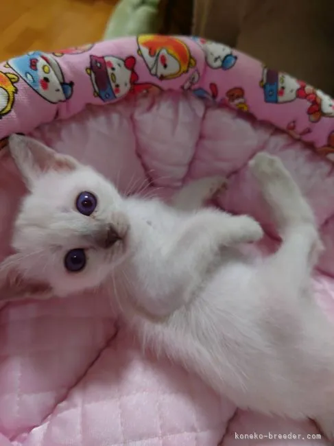 ID：2111-00236の子猫