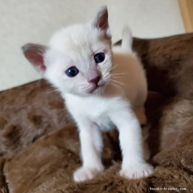 lune 様のお迎えした子猫
