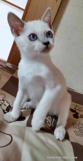 ID:1910-00350の子猫