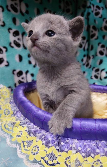 ロシアンブルー 埼玉県 男の子 22年3月3日 ブルー かわいい男の子 みんなの子猫ブリーダー 子猫id 23 ロシアンブルー 埼玉県 男の子 22年3月3日 ブルー かわいい男の子 みんなの子猫ブリーダー 子猫id 23