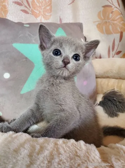 norinori 様のお迎えした子猫