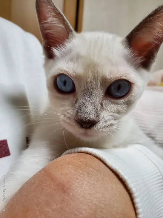 ID:1910-01518の子猫
