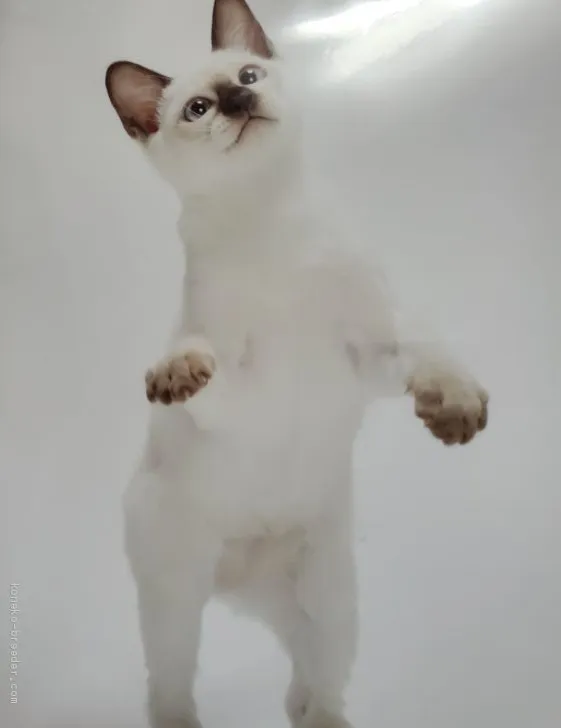 ID:1912-00278の子猫