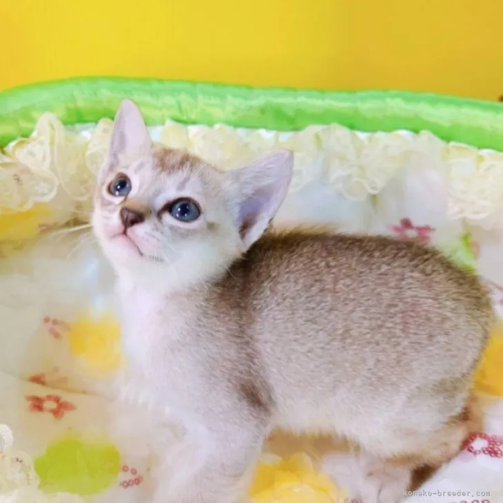 ID：2304-00768の子猫