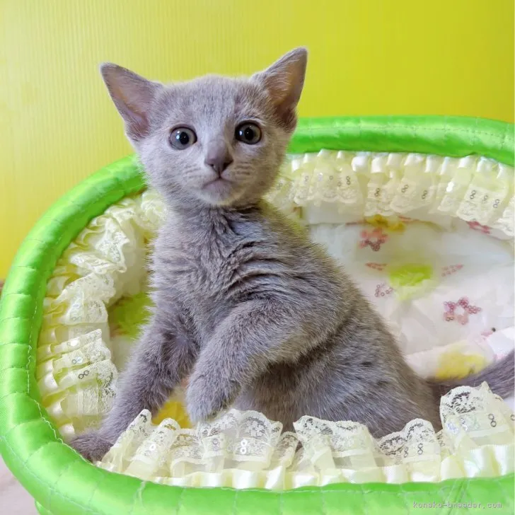 ID：2307-02712の子猫