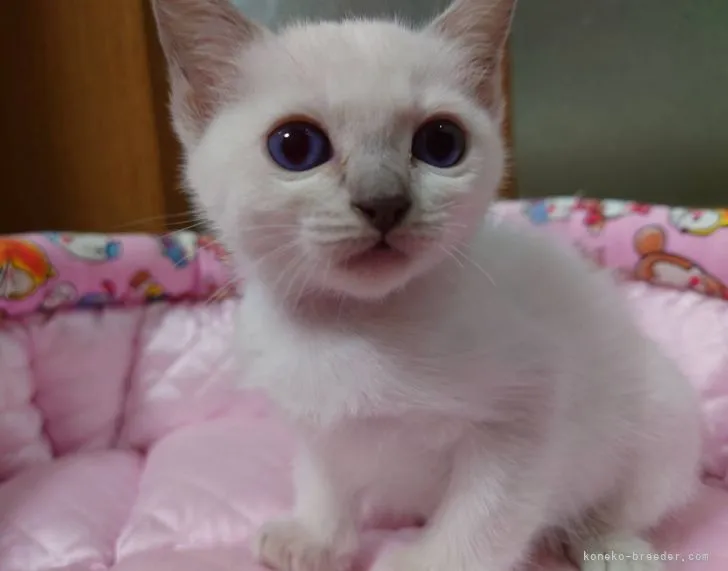 ID：2111-00728の子猫