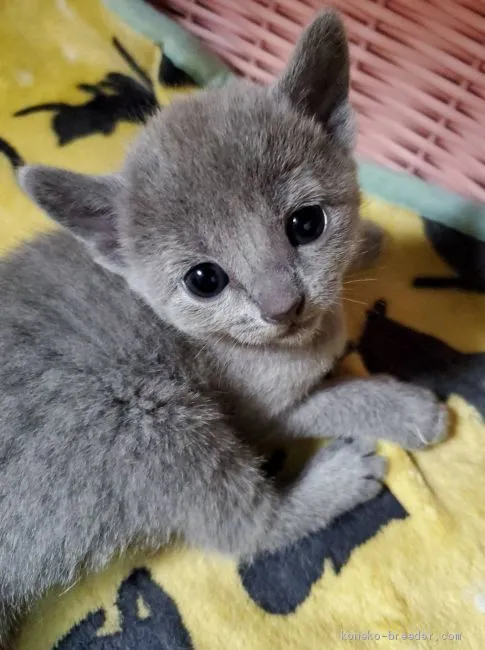ID：2103-00978の子猫