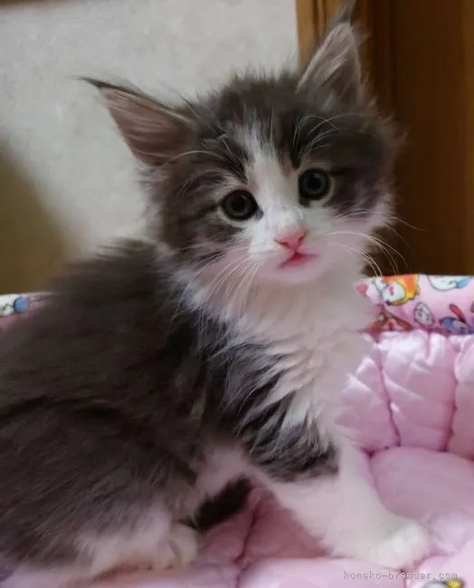 ノルウェージャンフォレストキャット【埼玉県・男の子・2021年12月23日・ブルータビー&amp;ホワイト】の写真1「こんにちは(◍•ᴗ•◍)」