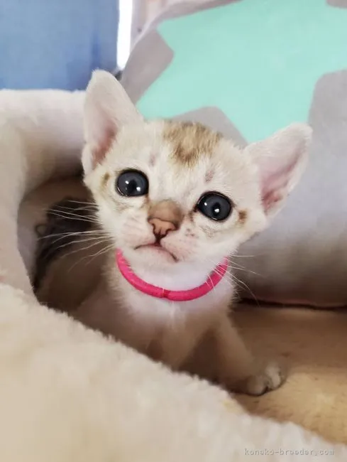 ID：2103-01788の子猫