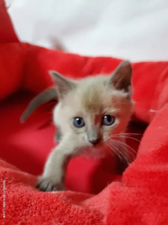 ID：1906-00966の子猫