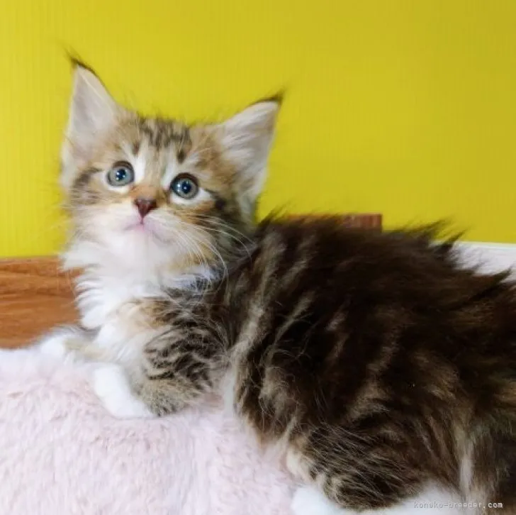 ID:2305-02036の子猫