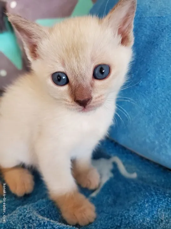 トンキニーズ【埼玉県・男の子・2020年2月6日・プラチナミンク(予定)】の写真1「初めまして( 〃▽〃)」