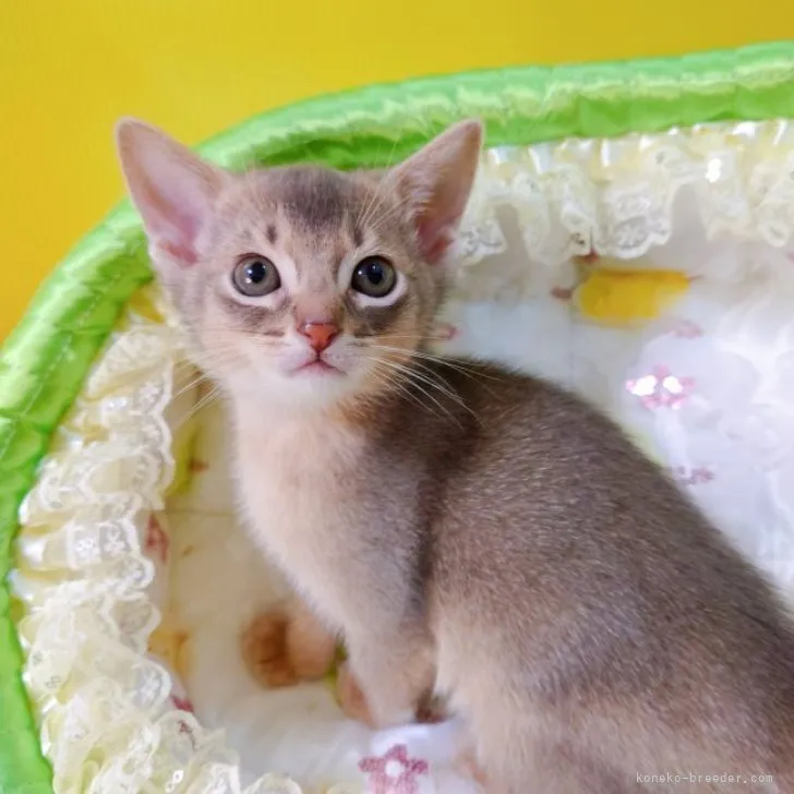 ID:2305-00996の子猫
