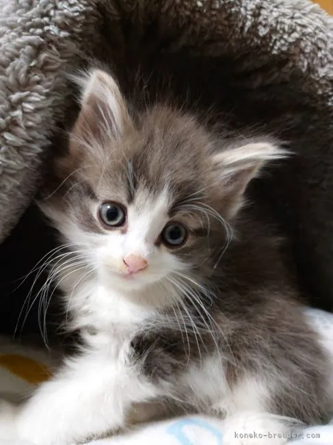 ID：2111-00400の子猫