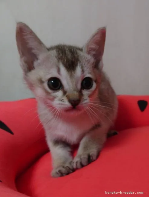 ID：2112-01932の子猫