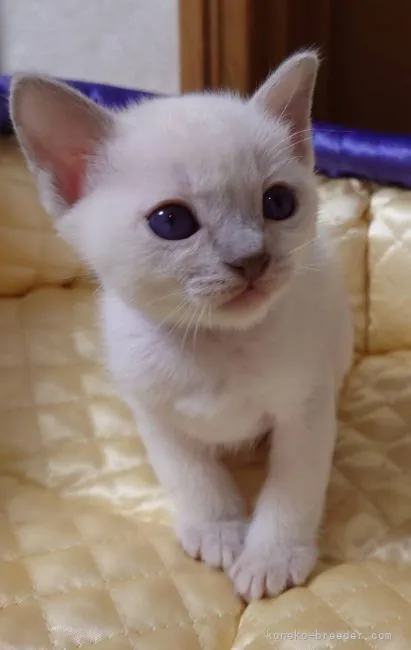 ID：2110-01899の子猫