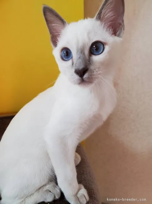 マカロン 様のお迎えした子猫