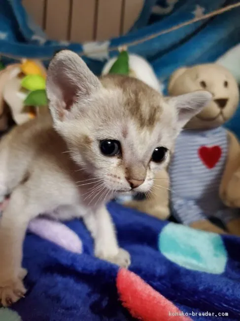 機器 様のお迎えした子猫
