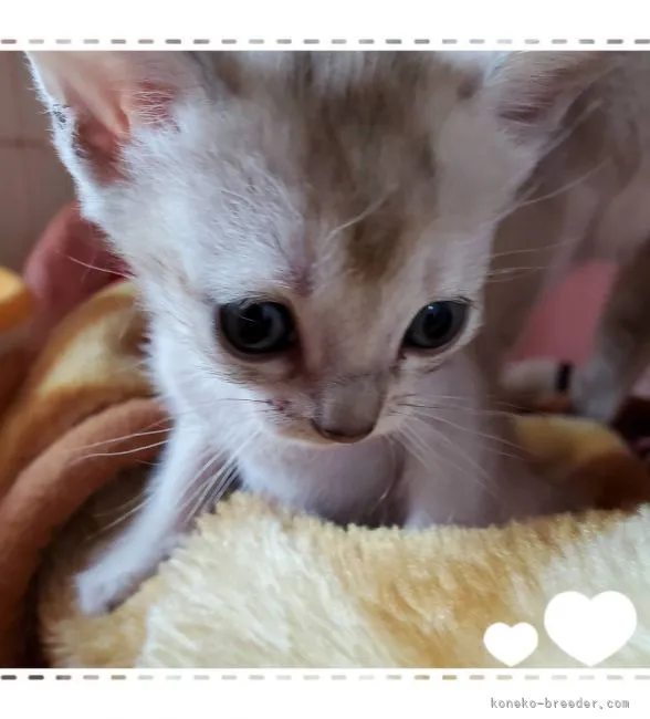 ID:2104-02075の子猫