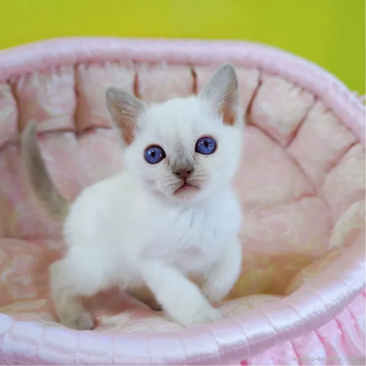 ID：2402-00154の子猫