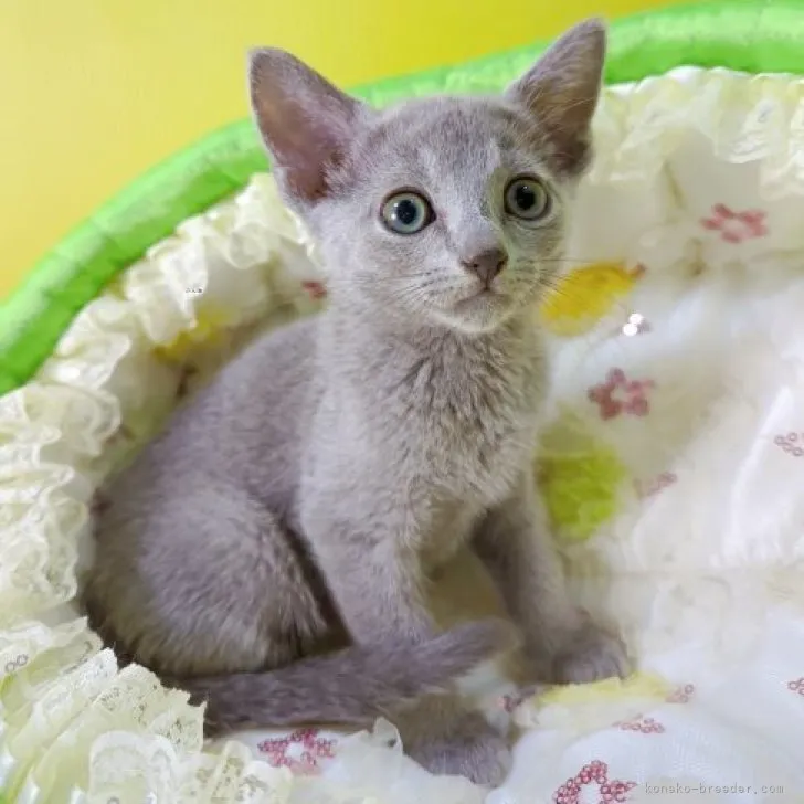 ID：2308-02605の子猫