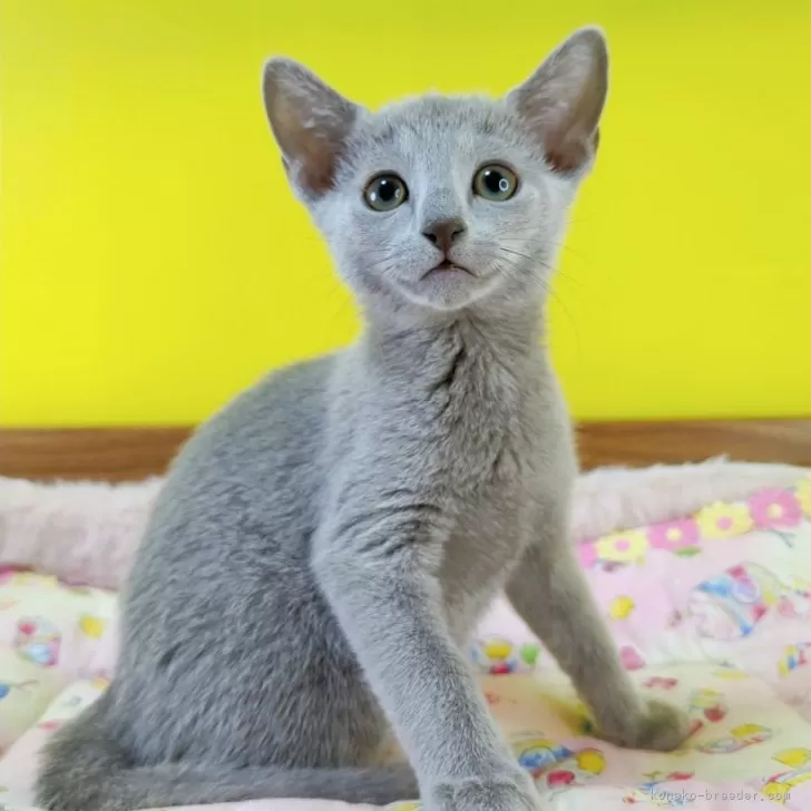 ID:2409-00747の子猫