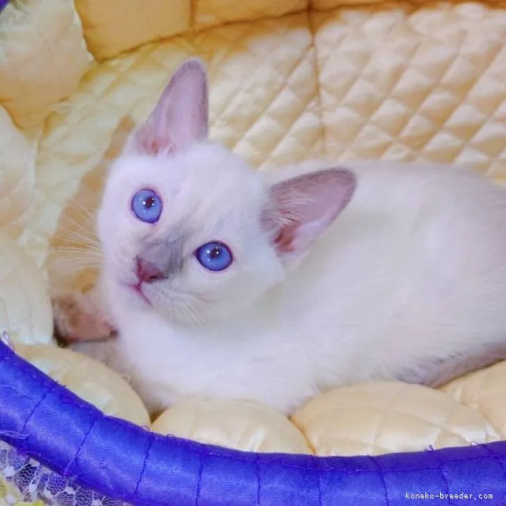 アビ 様のお迎えした子猫