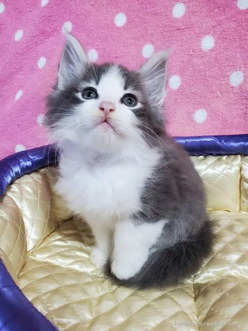 ID：2103-01597の子猫